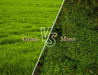 Grass Vs Moss